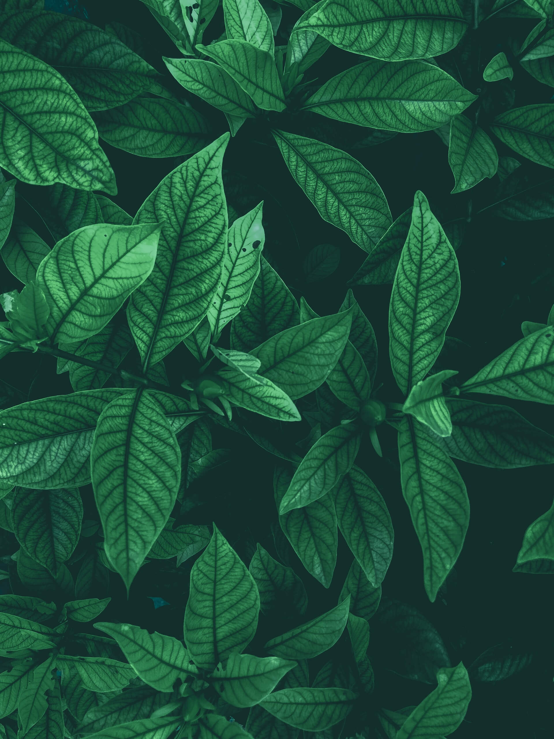 Cannamag.cz - intro