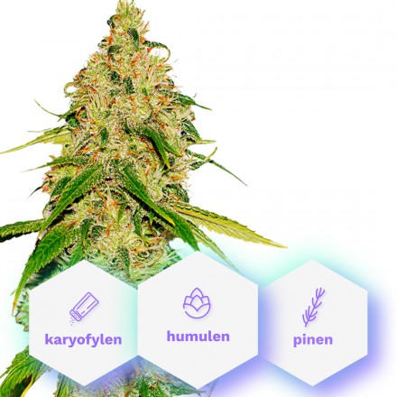 Auto White Widow CBD – 10 ks samonakvétací semínka Cannapio