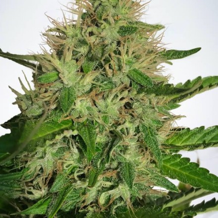 Cannabis Light – feminizovaná semínka 5ks Ministry of Cannabis