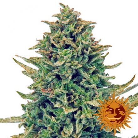 CBD Blue Shark – feminizovaná semínka 3 ks Barney´s Farm
