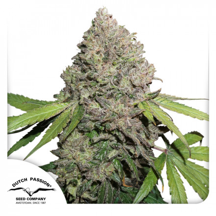 CBD Charlotte’s Angel® – feminizovaná semena 10 ks Dutch Passion