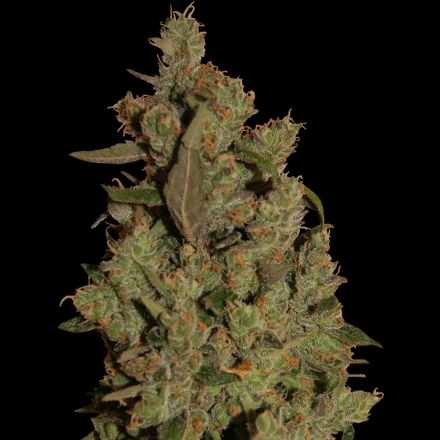 CBD Critical Cure – feminizovaná semínka 5 ks Barney´s Farm