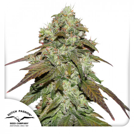 CBD Mazar – feminizovaná semínka 5 ks Dutch Passion