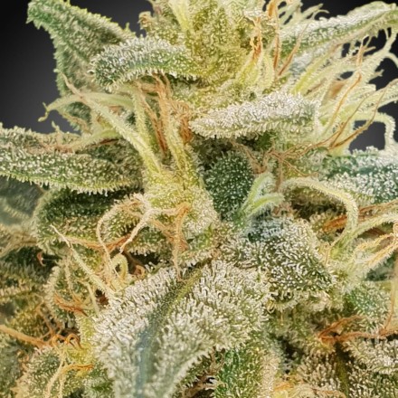 CBDrelief – feminizovaná semínka 10ks Paradise Seeds