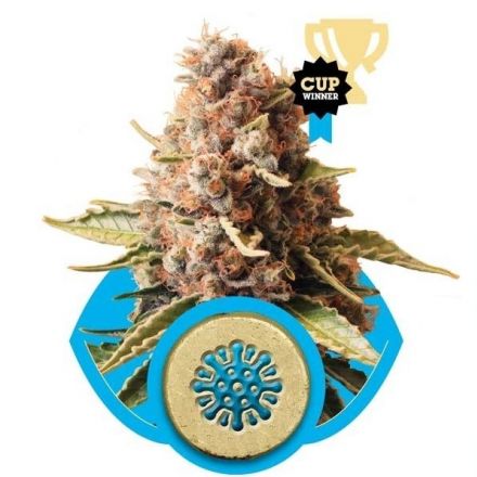 Euphoria – feminizovaná semínka 3 ks Royal Queen Seeds