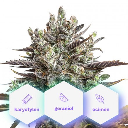Infinity CBD – feminizovaná semínka 10 ks Cannapio