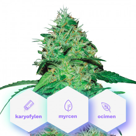 Johana CBD – feminizovaná semínka Cannapio Premium 5 ks