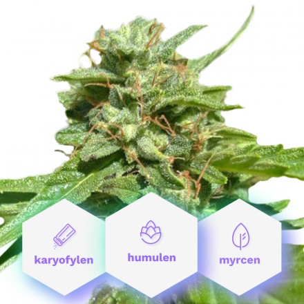 Pain – feminizovaná semena 10 ks Cannapio Premium