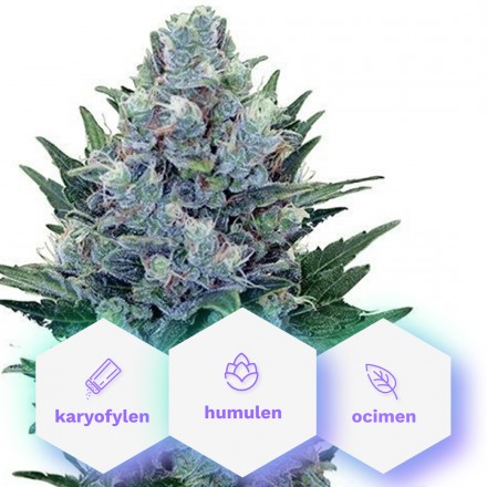 Special Medic CBD – feminizovaná semena konopí 10 ks Cannapio