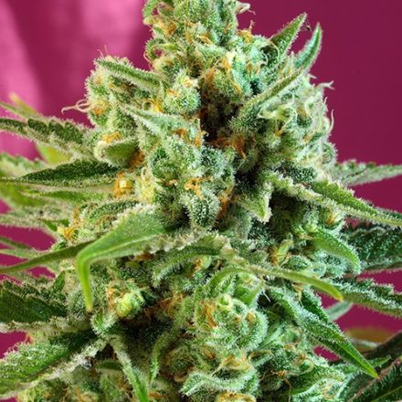 S.A.D. Sweet Afghani Delicious CBD – feminizovaná semena 3ks Sweet Seeds